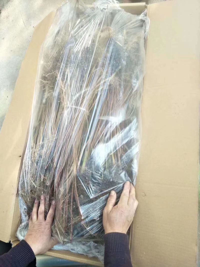 红枫小苗红冠小苗各种规格均有