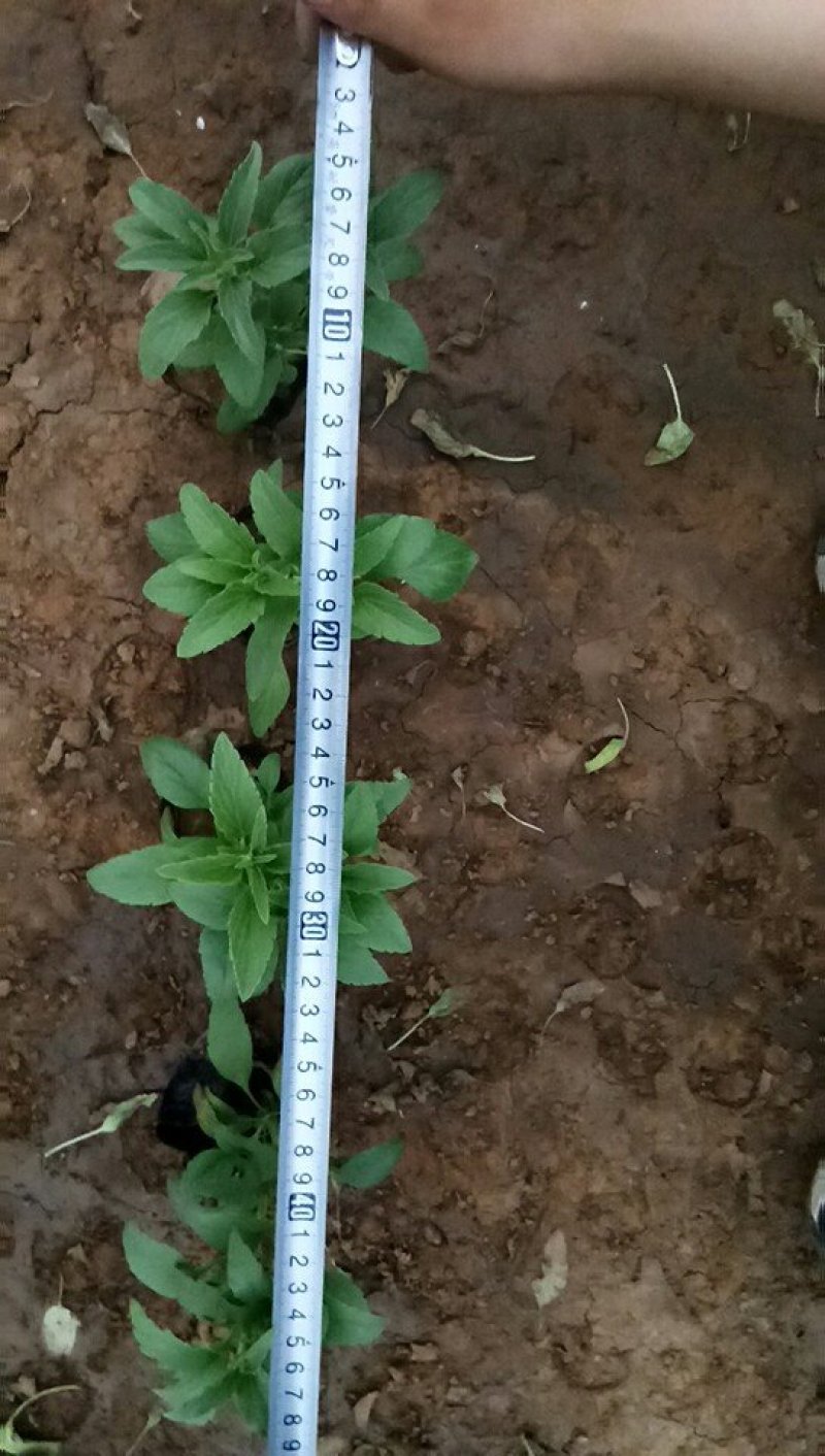 草花鼠尾草-营养钵苗，可视频图片看货，基地直供