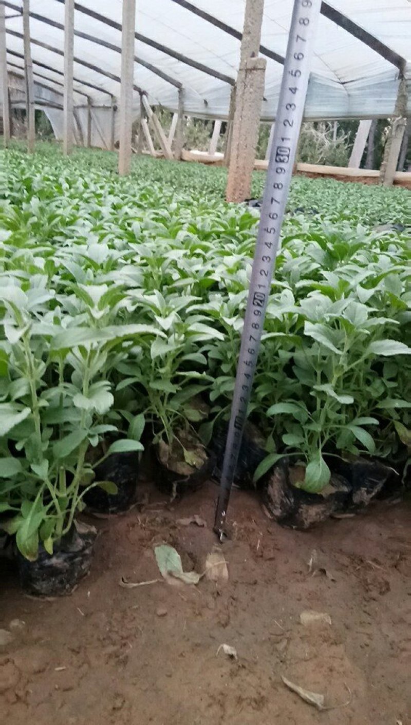草花鼠尾草-营养钵苗，可视频图片看货，基地直供