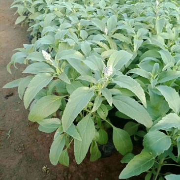 草花鼠尾草-营养钵苗，可视频图片看货，基地直供