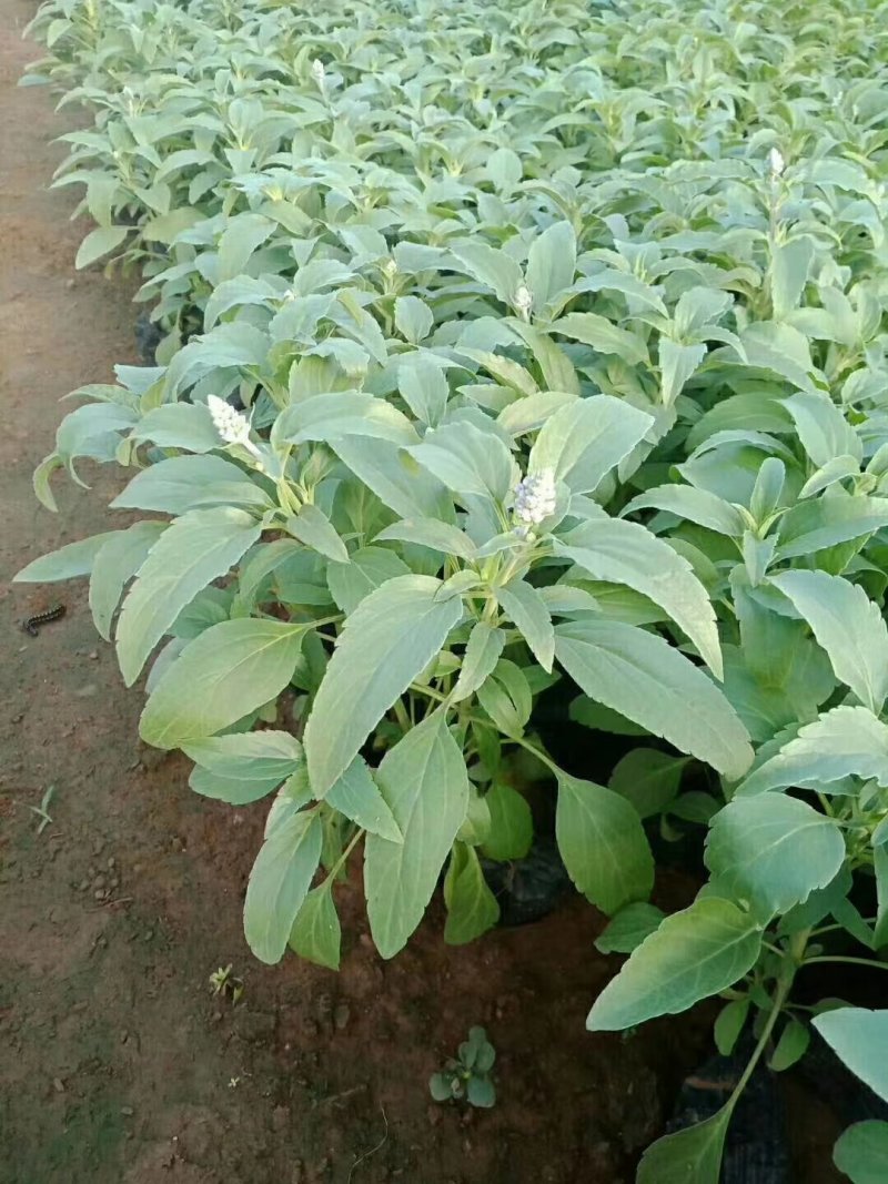 草花鼠尾草-营养钵苗，可视频图片看货，基地直供