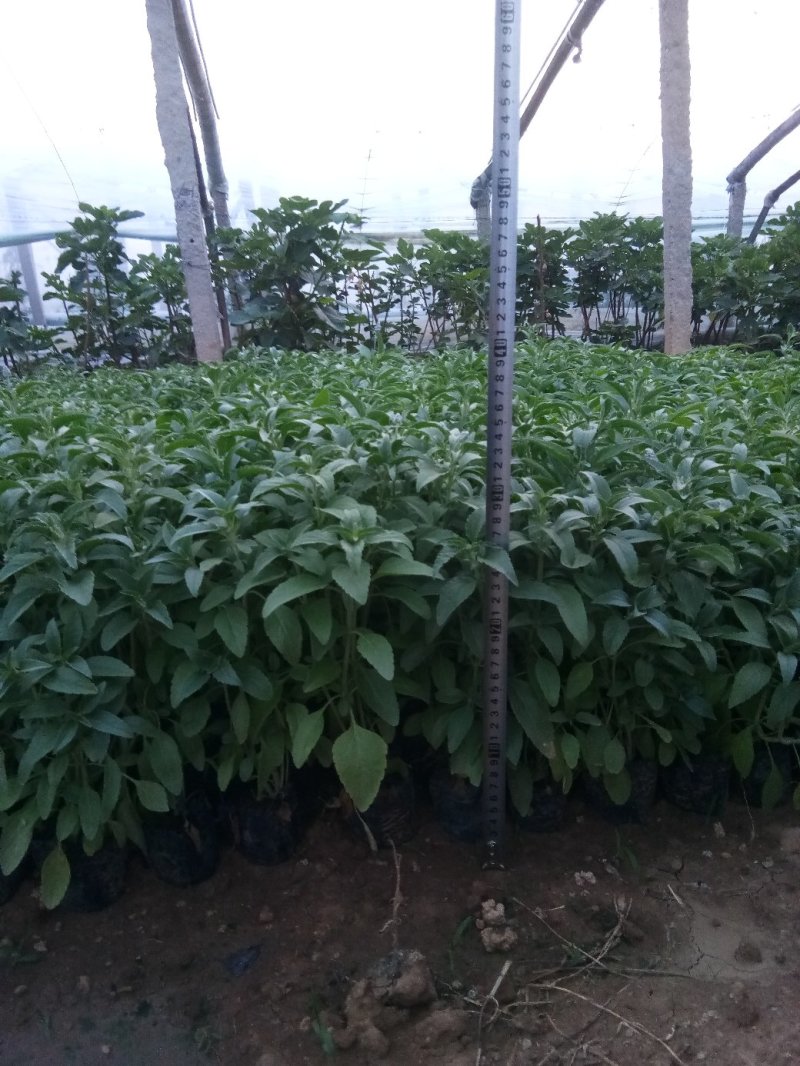 草花鼠尾草-营养钵苗，可视频图片看货，基地直供