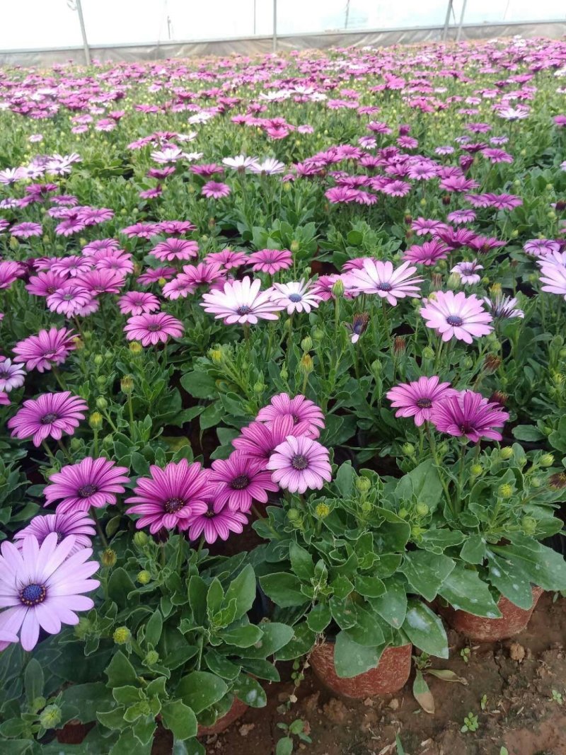 草花鼠尾草-营养钵苗，可视频图片看货，基地直供