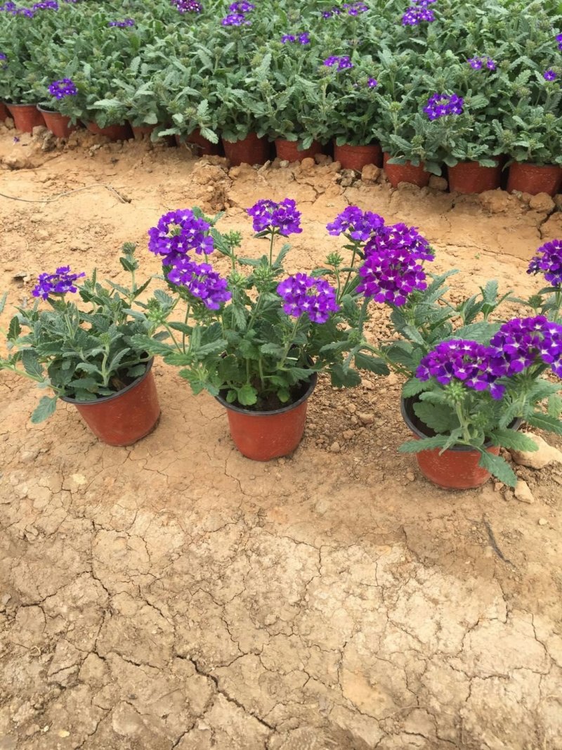 草花鼠尾草-营养钵苗，可视频图片看货，基地直供
