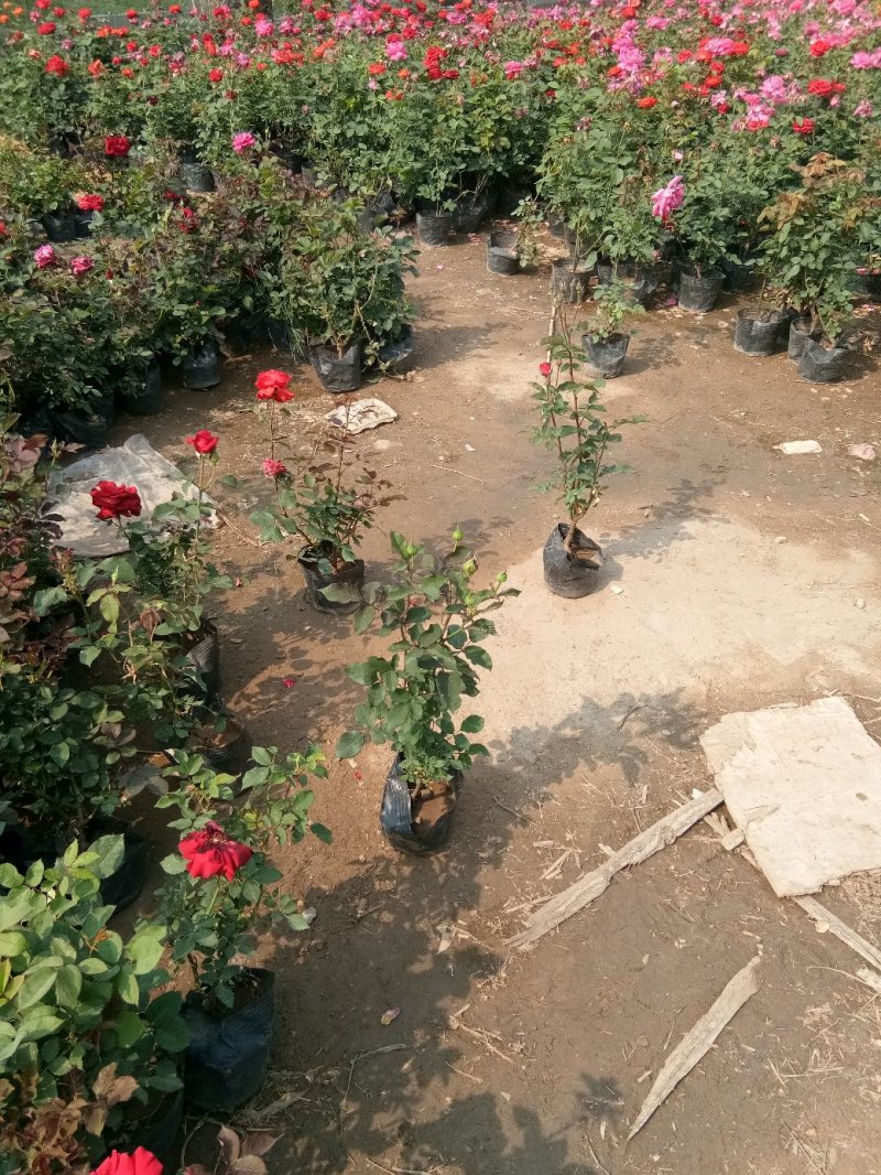草花鼠尾草-营养钵苗，可视频图片看货，基地直供