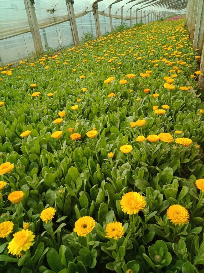 草花鼠尾草-营养钵苗，可视频图片看货，基地直供