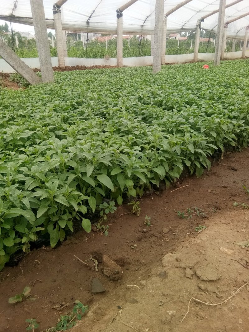 草花鼠尾草-营养钵苗，可视频图片看货，基地直供