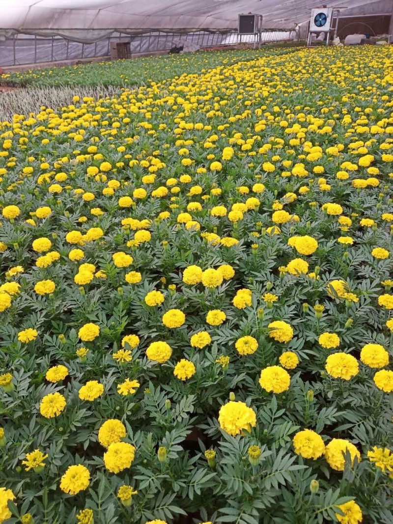 草花鼠尾草-营养钵苗，可视频图片看货，基地直供