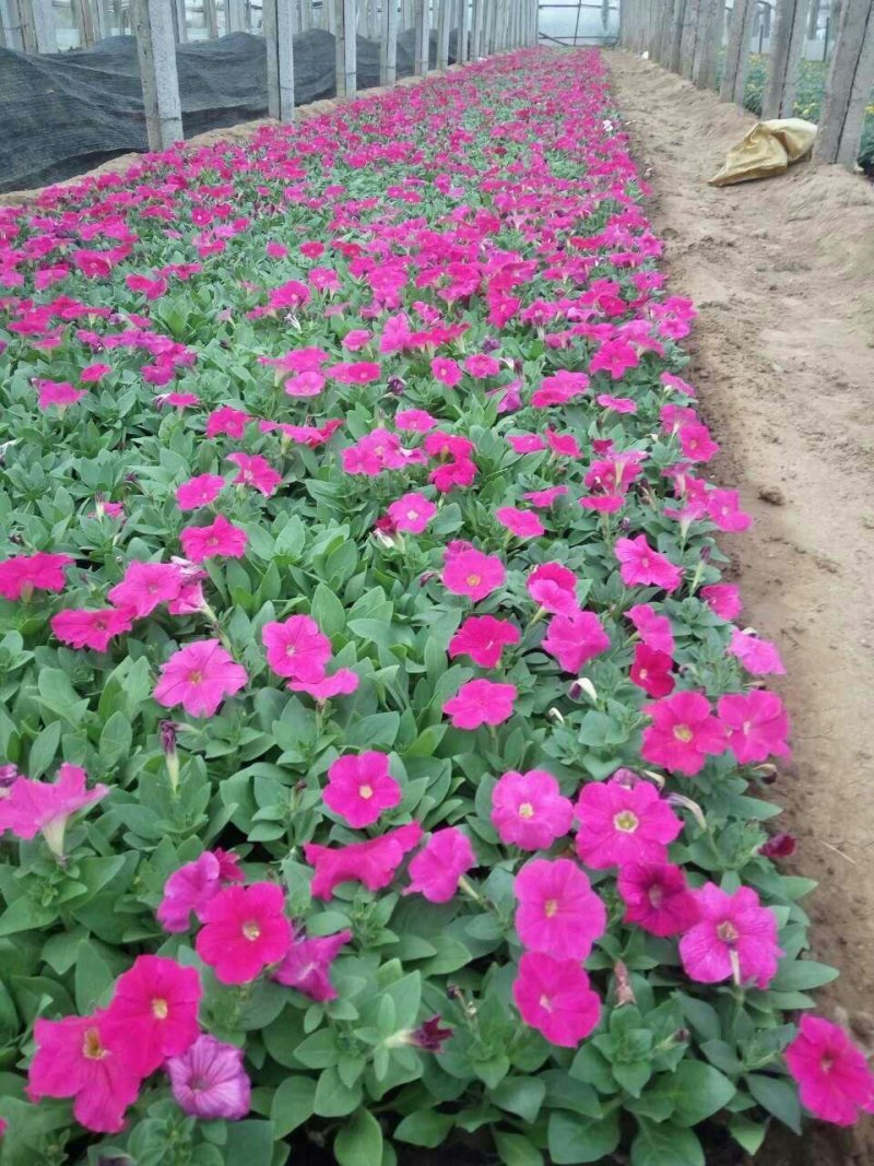 百日草营养钵苗，可视频图片看货，基地直供