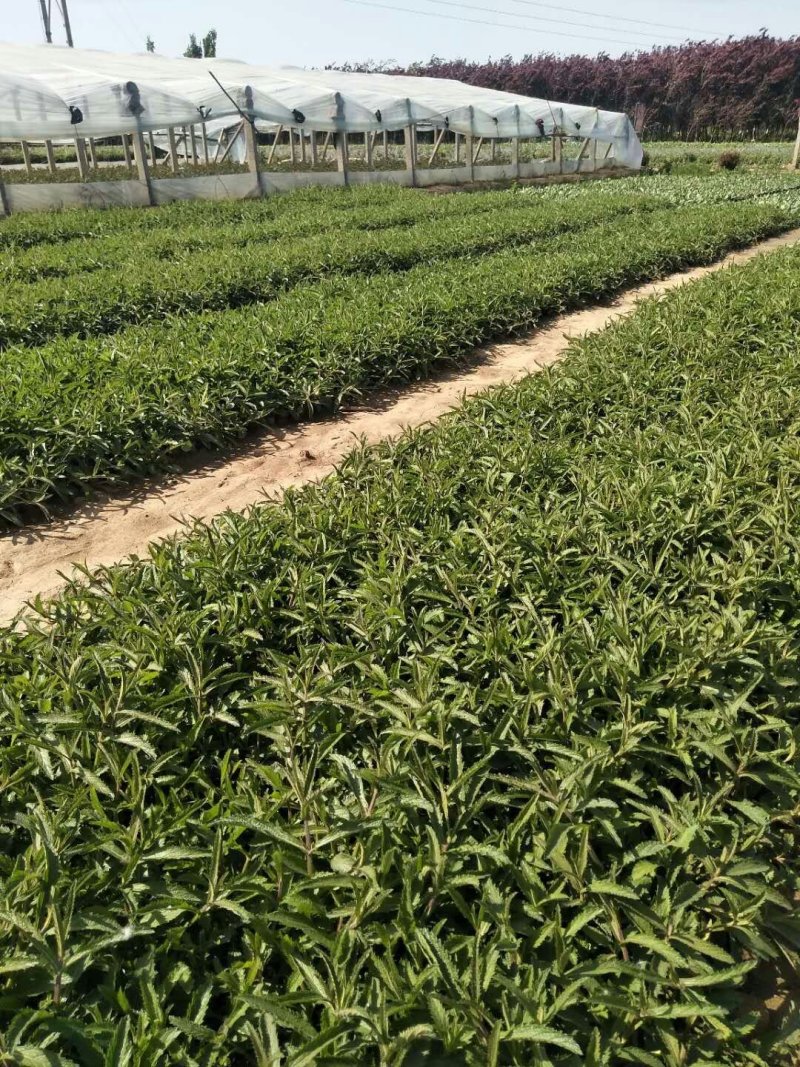 万寿菊-营养杯苗/双色杯苗，可视频图片看货、基地批发。