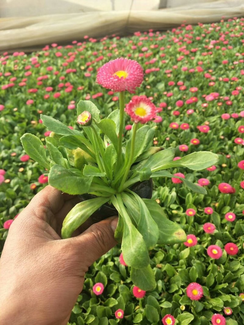 万寿菊-营养杯苗/双色杯苗，可视频图片看货、基地批发。