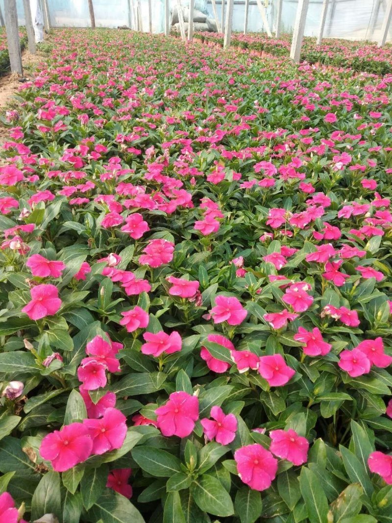 万寿菊-营养杯苗/双色杯苗，可视频图片看货、基地批发。