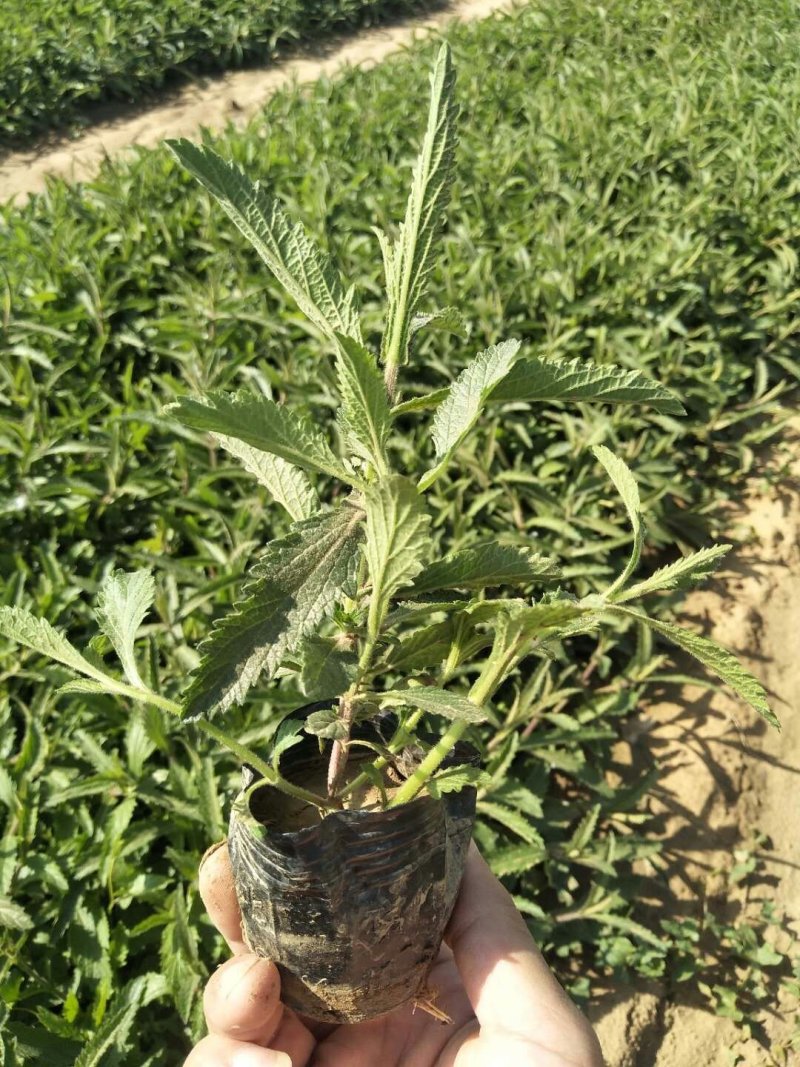 万寿菊-营养杯苗/双色杯苗，可视频图片看货、基地批发。