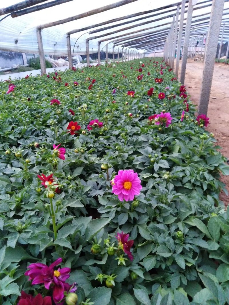 万寿菊-营养杯苗/双色杯苗，可视频图片看货、基地批发。