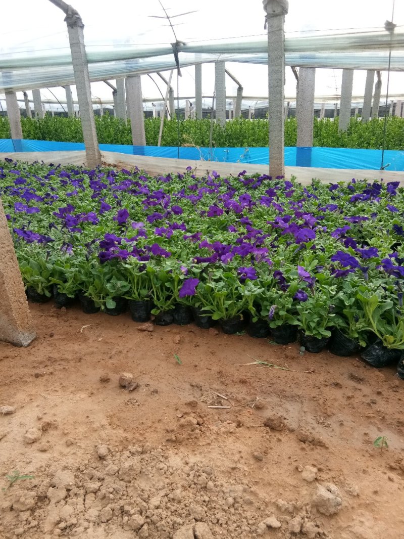 万寿菊-营养杯苗/双色杯苗，可视频图片看货、基地批发。