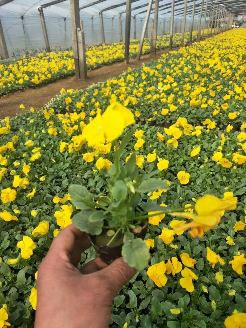 万寿菊-营养杯苗/双色杯苗，可视频图片看货、基地批发。