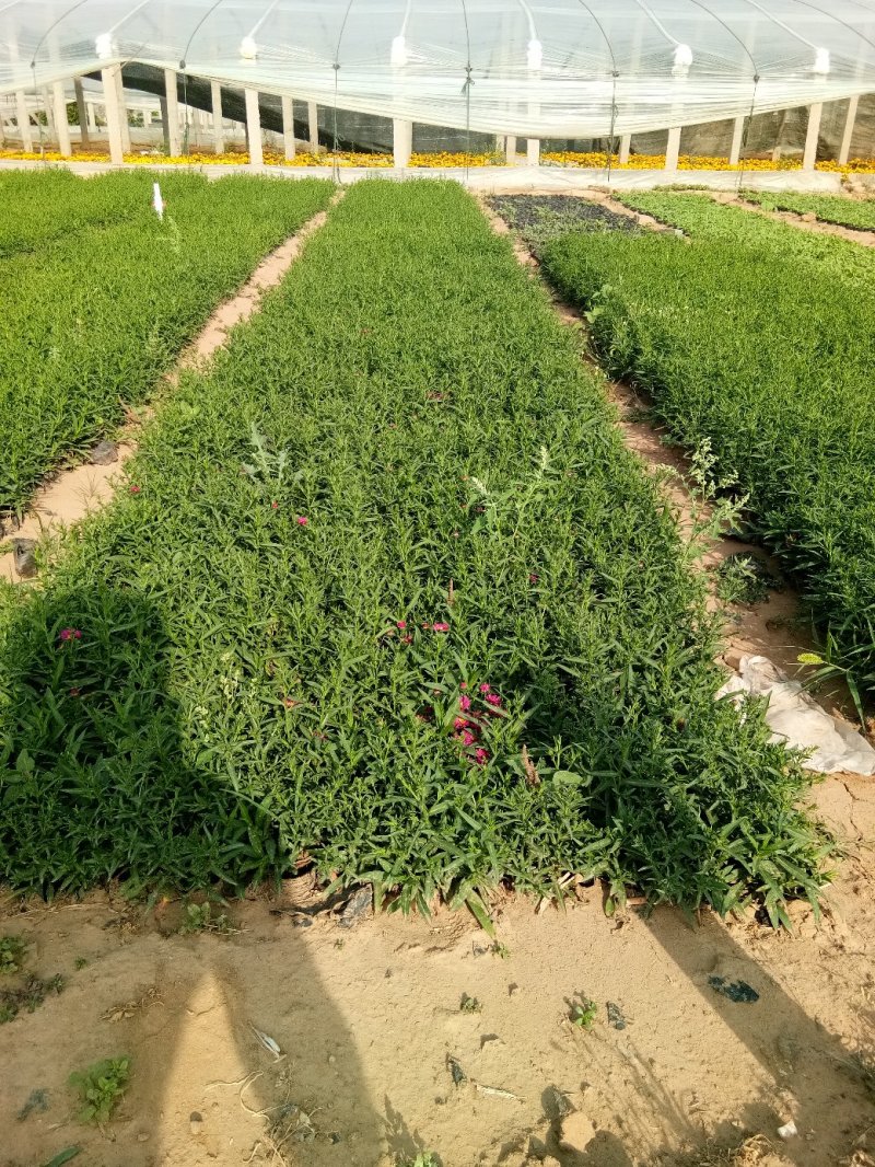 万寿菊-营养杯苗/双色杯苗，可视频图片看货、基地批发。