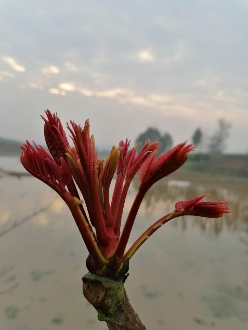 露天一级红香椿芽