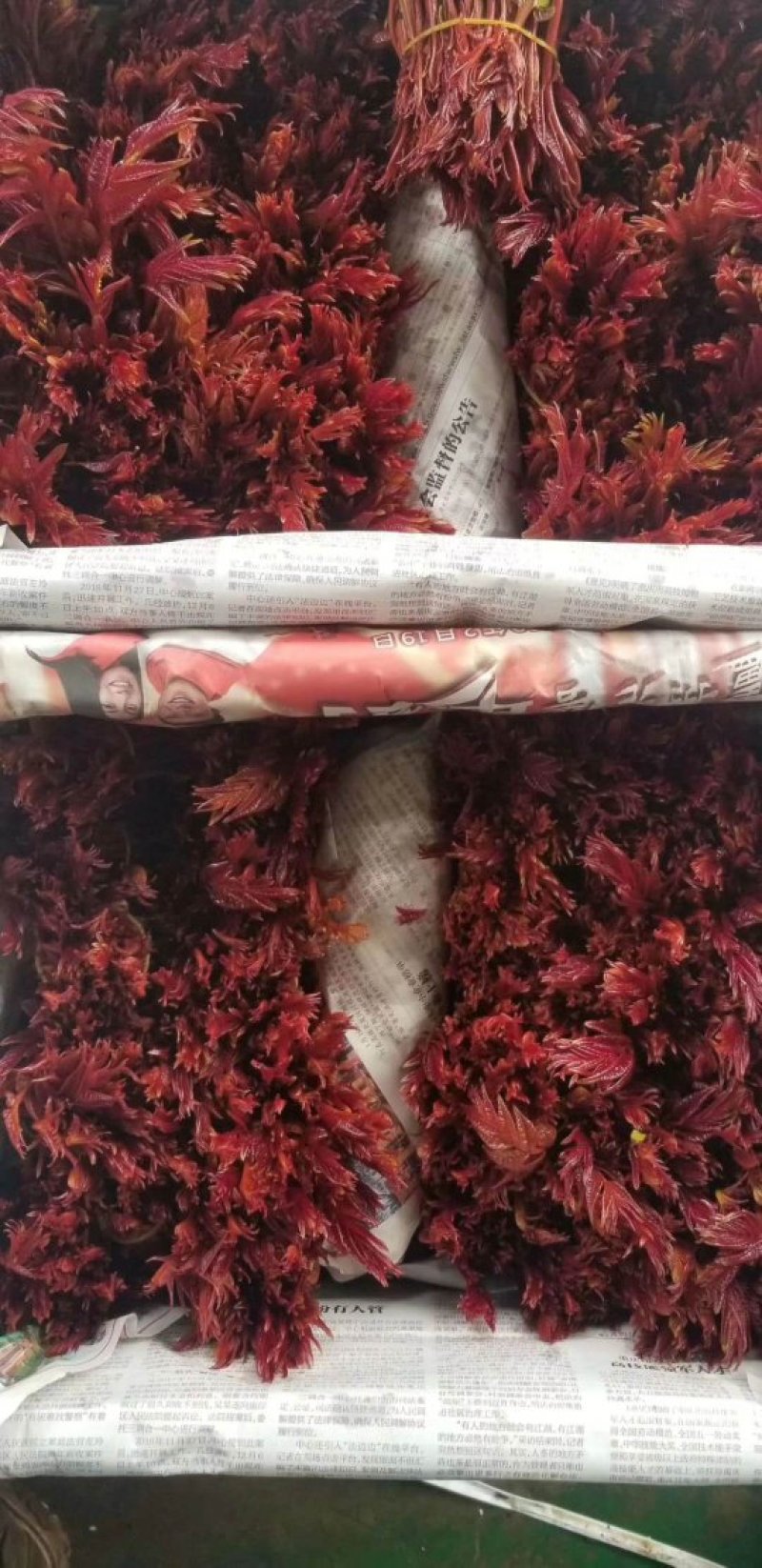 露天一级红香椿芽