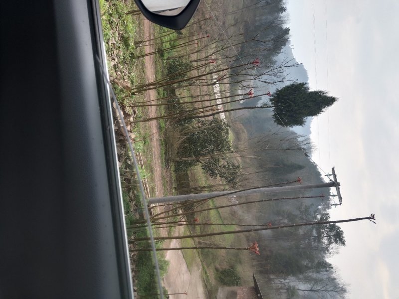 露天一级红香椿芽