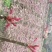 露天一级红香椿芽