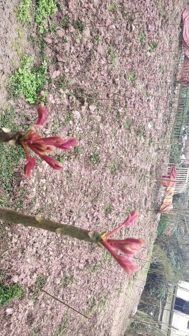 露天一级红香椿芽