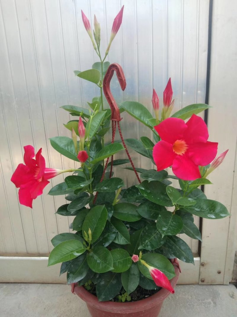 飘香藤，花株茂盛，颜色多好管理，规格齐全花期长