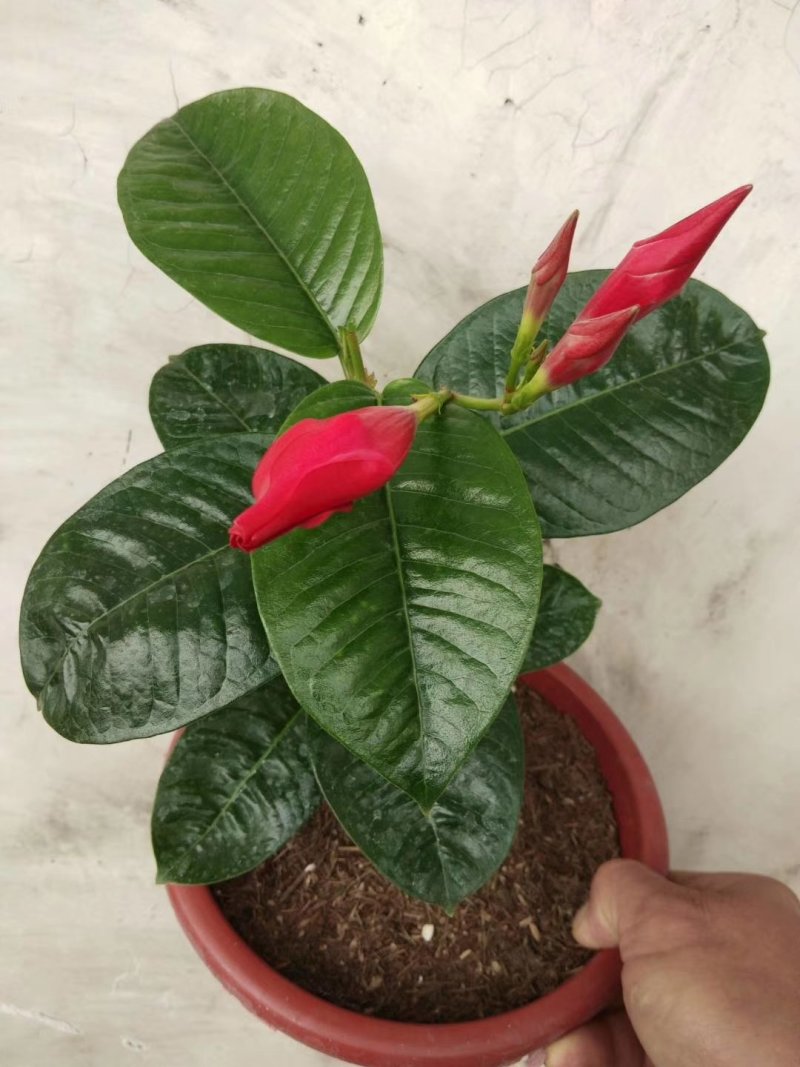 飘香藤，花株茂盛，颜色多好管理，规格齐全花期长