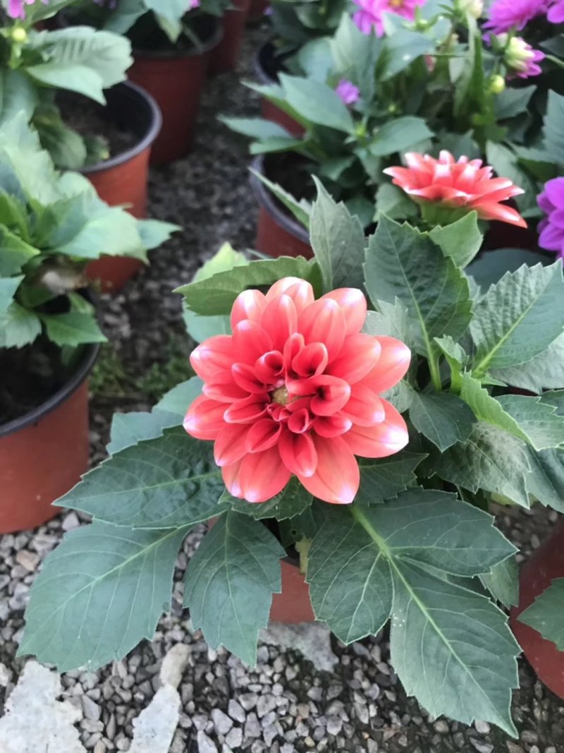 飘香藤，花株茂盛，颜色多好管理，规格齐全花期长