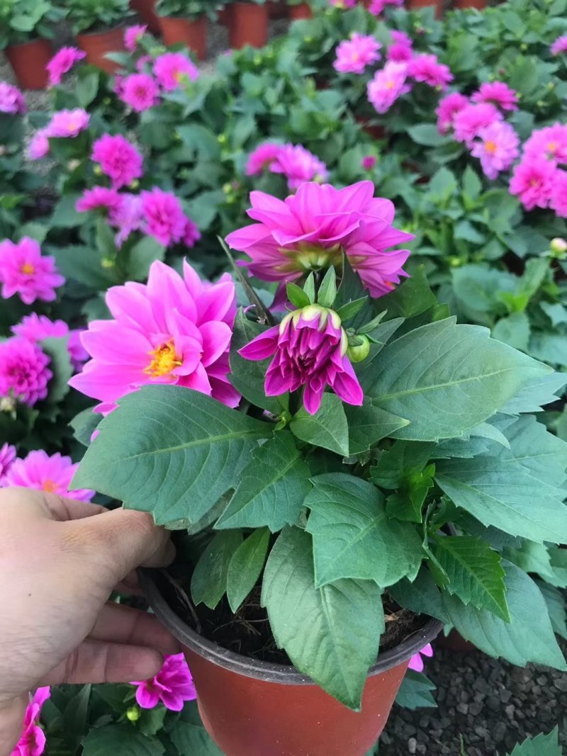 飘香藤，花株茂盛，颜色多好管理，规格齐全花期长