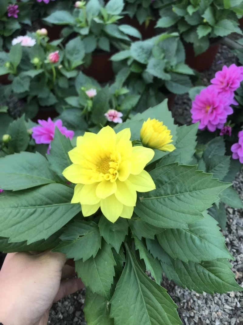 飘香藤，花株茂盛，颜色多好管理，规格齐全花期长