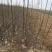 基地直销雪梨苗果大口感甜爽适合南北种植