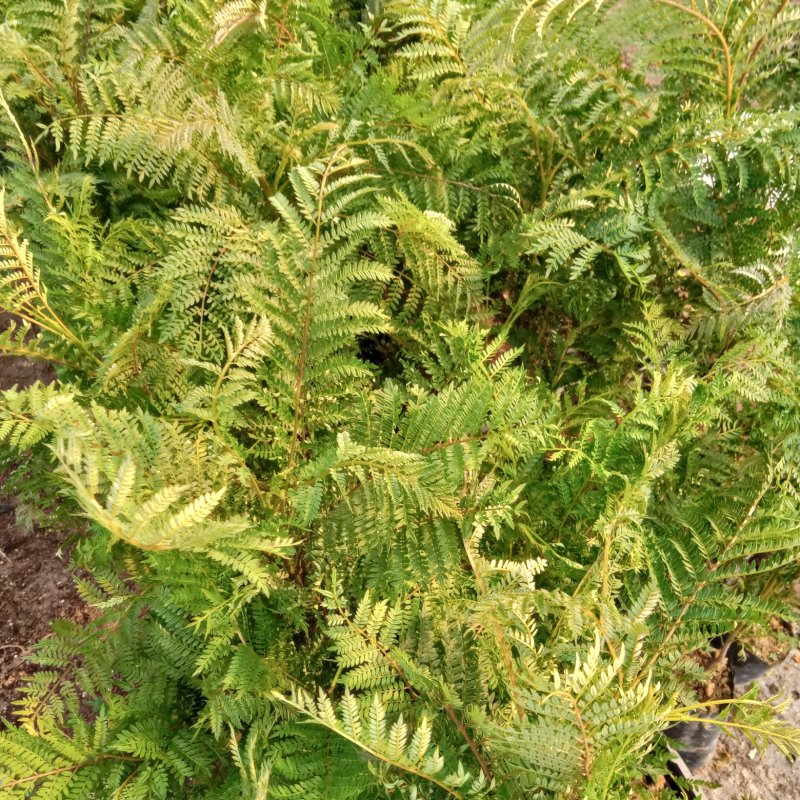 蓝花楹苗蓝雾树园林绿化观花树种