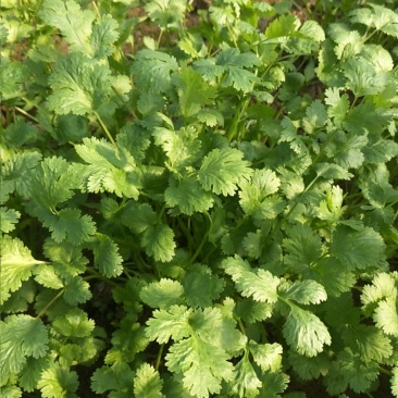 大叶香菜