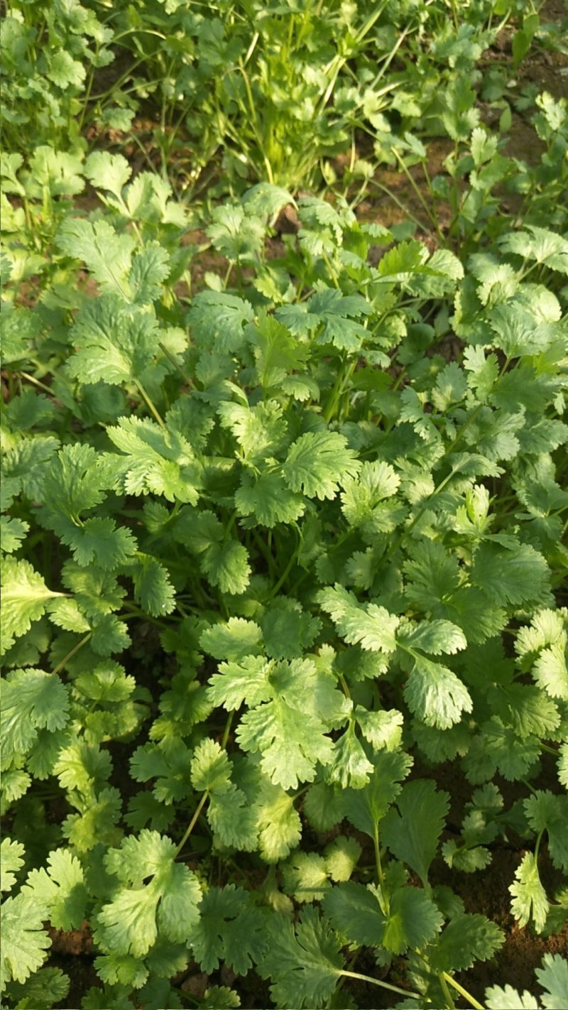 大叶香菜
