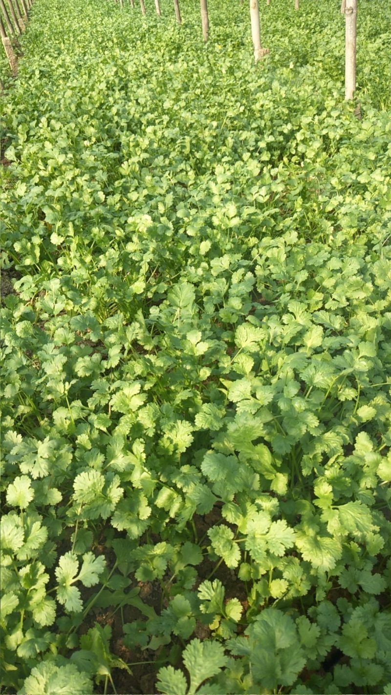 大叶香菜