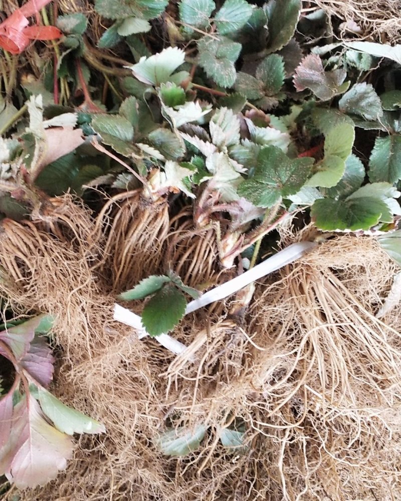 草莓苗~品种保证，质量保证，现挖现卖，无中介