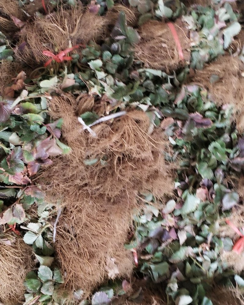 草莓苗~品种保证，质量保证，现挖现卖，无中介