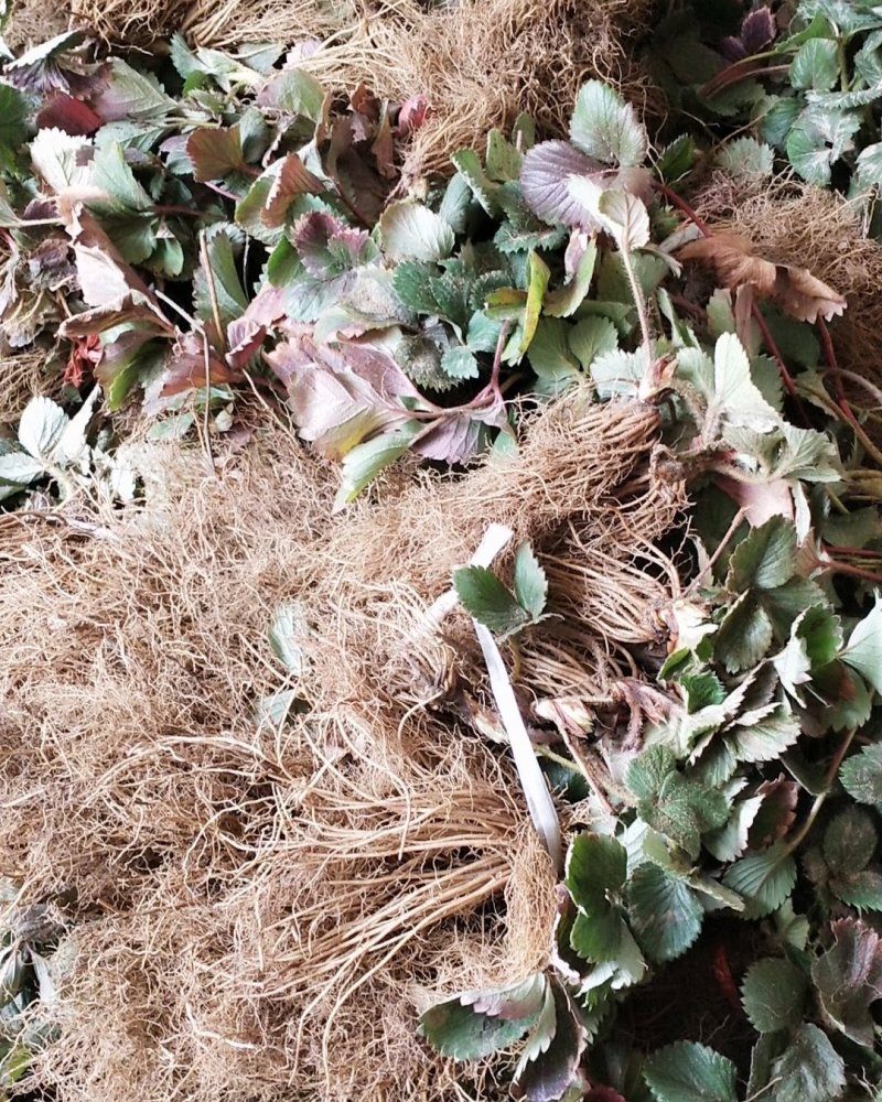 草莓苗~品种保证，质量保证，现挖现卖，无中介