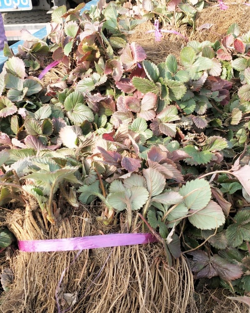 草莓苗~品种保证，质量保证，现挖现卖，无中介