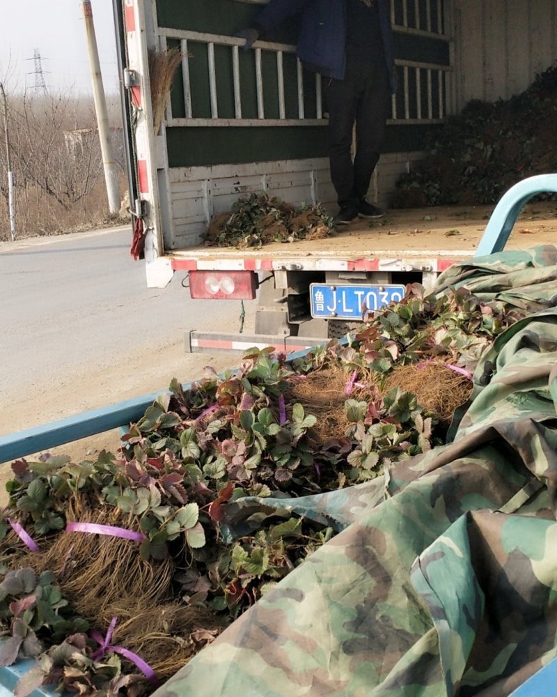 草莓苗~品种保证，质量保证，现挖现卖，无中介