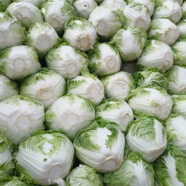 新乡小包圆白菜，东京868，各种包装冷库现货