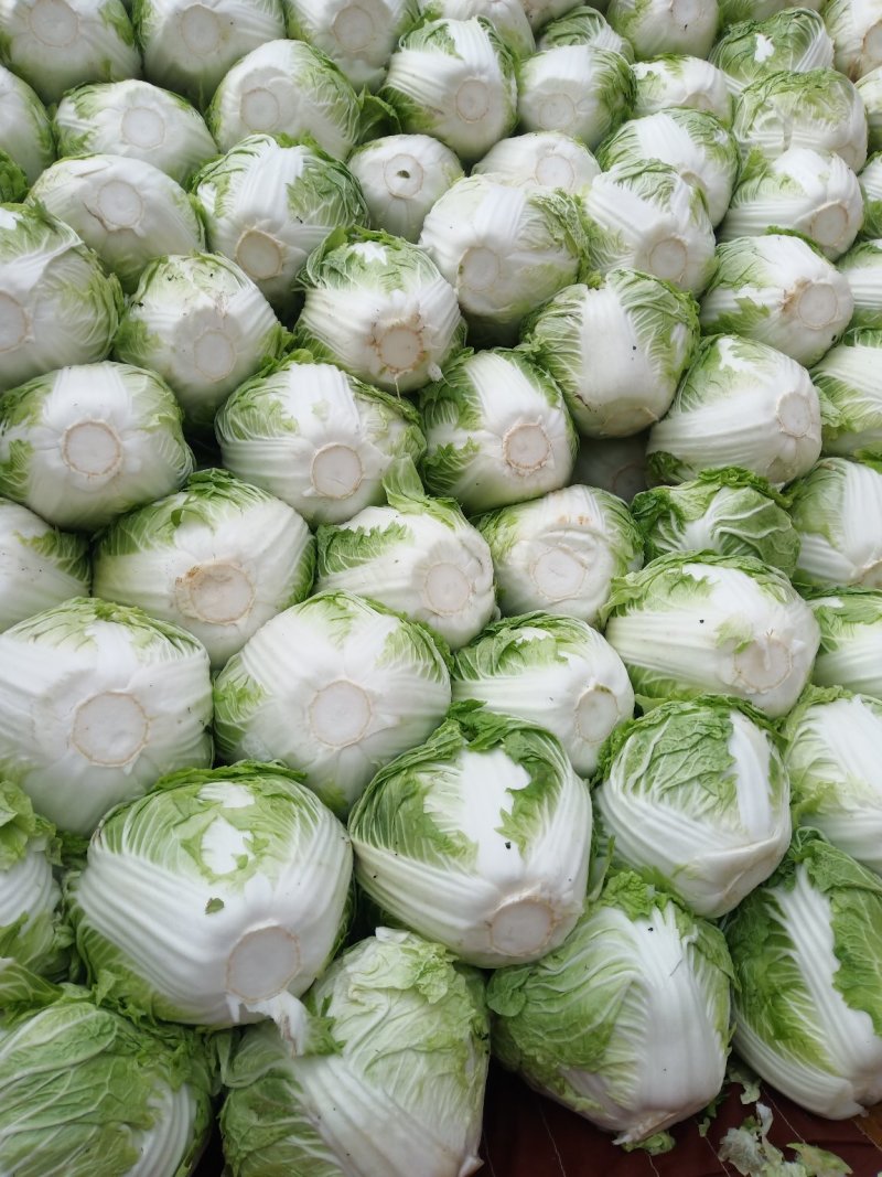 新乡小包圆白菜，东京868，各种包装冷库现货