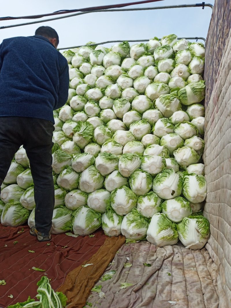 基地自己种植，800吨冷库白菜，专业码工装袋子，散装都可