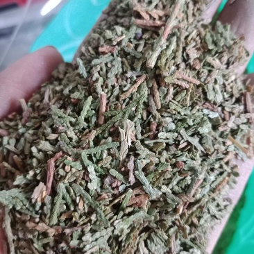 侧柏叶各种中药材批发质量保证产地直销