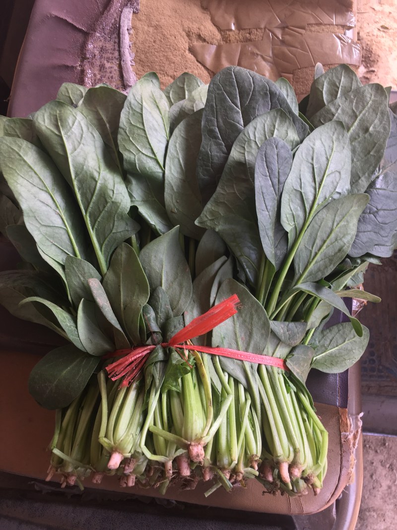河北绿油油的大叶菠菜上市，新鲜采摘，品质保证，诚信老代办