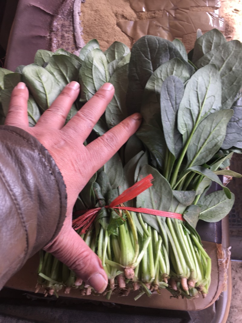 河北绿油油的大叶菠菜上市，新鲜采摘，品质保证，诚信老代办