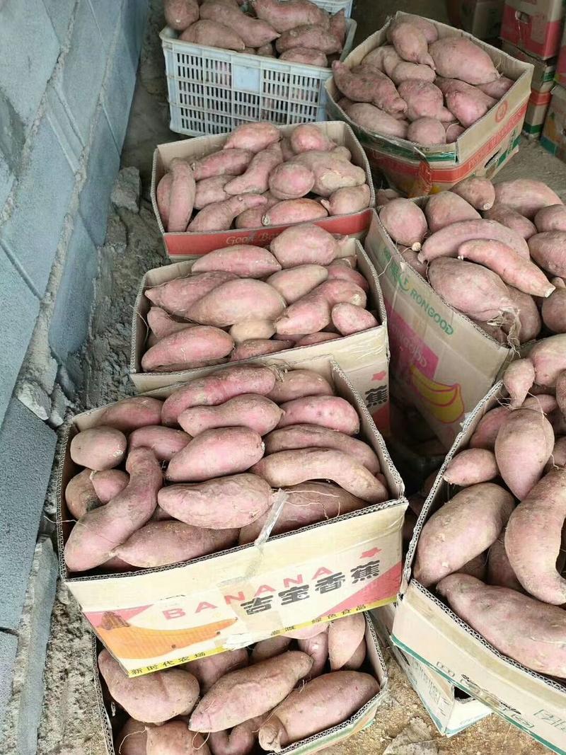 红薯，蜜薯大量上市品种齐全，一手货源产地直供价格美丽