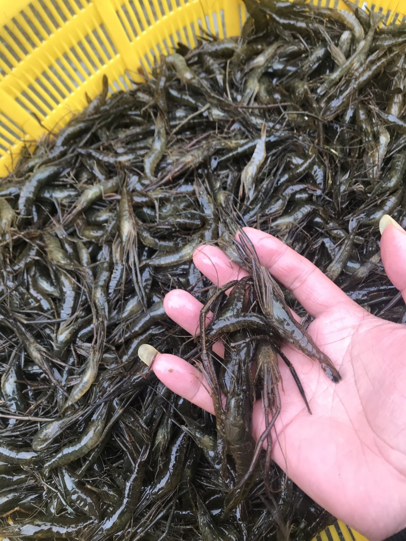 河虾，活体冻板冰鲜2-4规格，3-5规格请提前预定