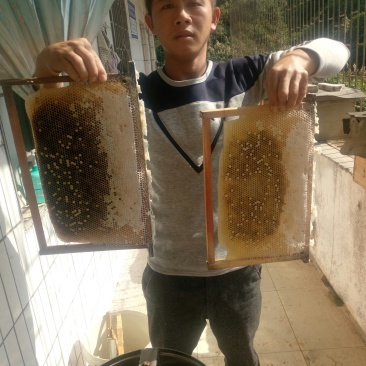 靓货，鸭脚木蜜，冬蜜，数量有限